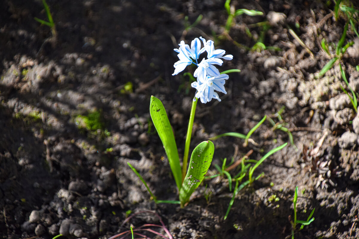 Пушкиния - Олег 