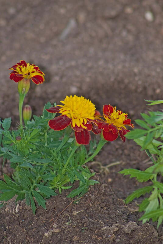 красные бархатцы - Giant Tao /