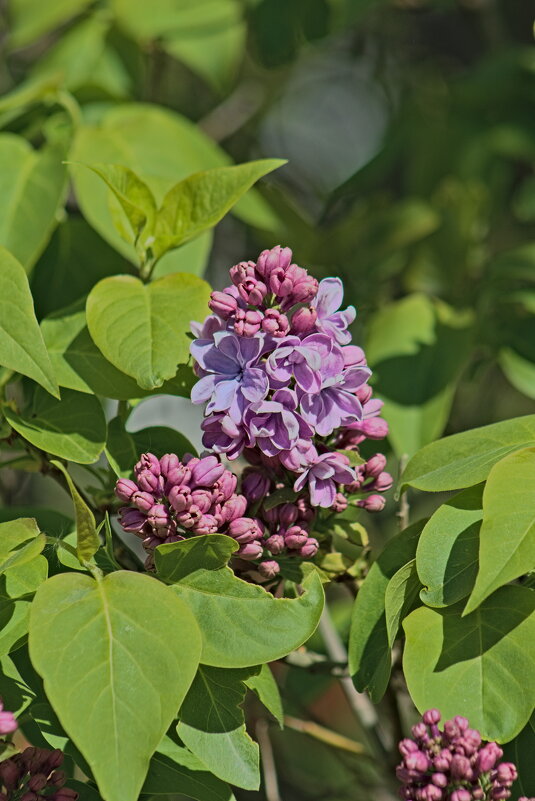 Начало - Giant Tao /