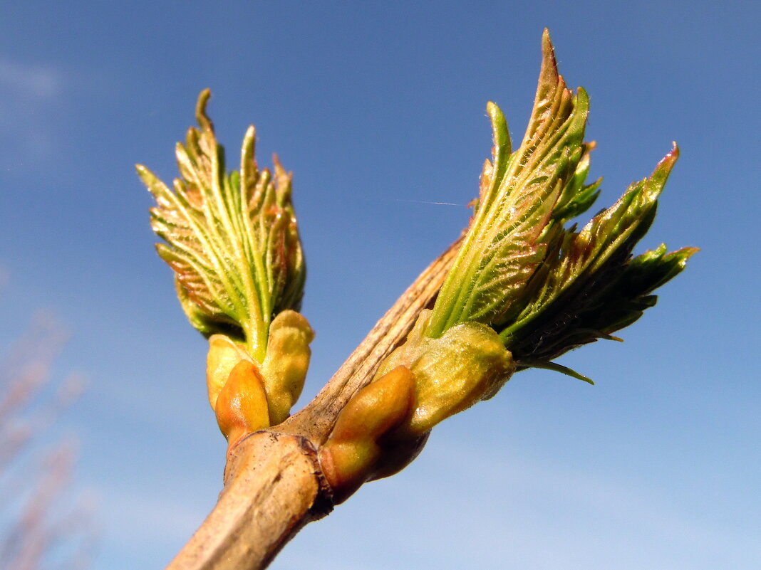 К теплу и свету. - nadyasilyuk Вознюк