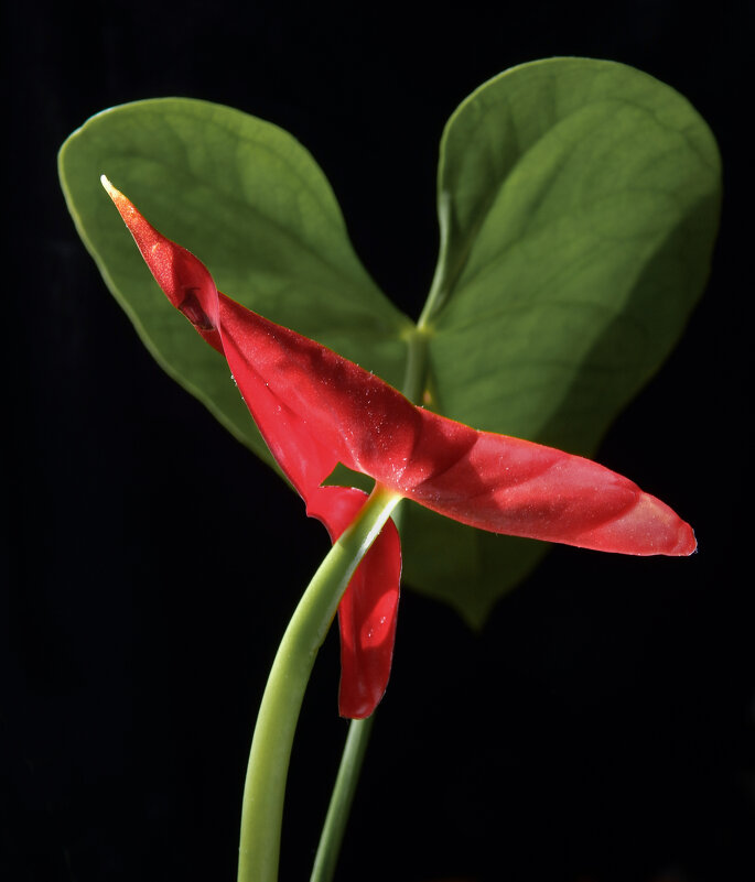 Антуриум - Александр Ковальчук