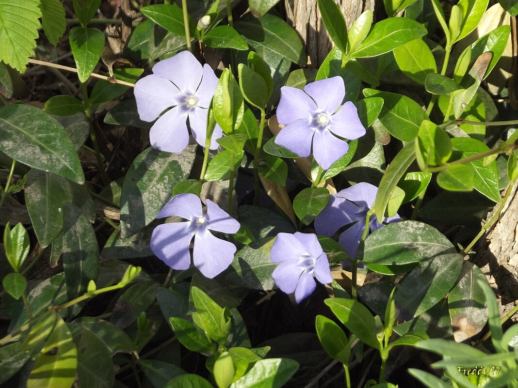 Барвинок - Freddy 97