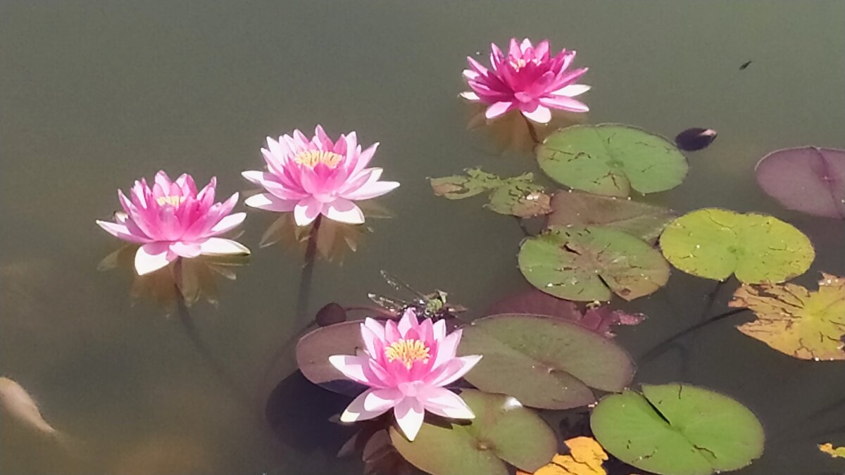 Кувшинки - Юлия 