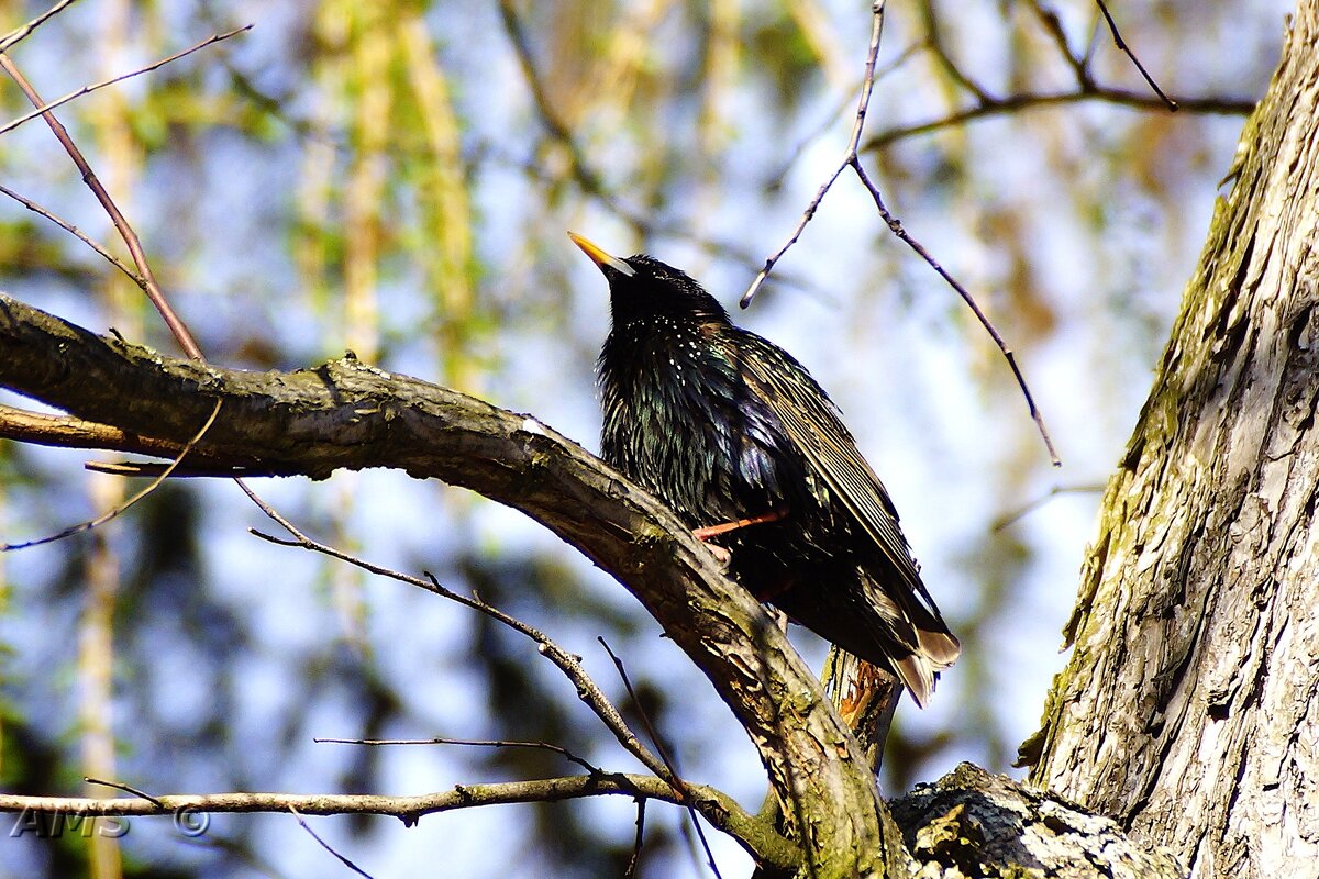 Скворушка - kolyeretka 