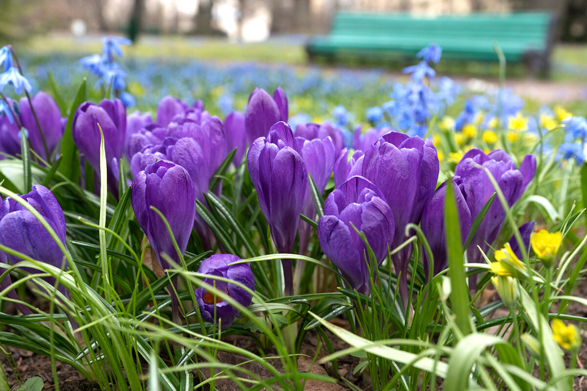 Апрель. Ботанический сад - Алексей Смирнов