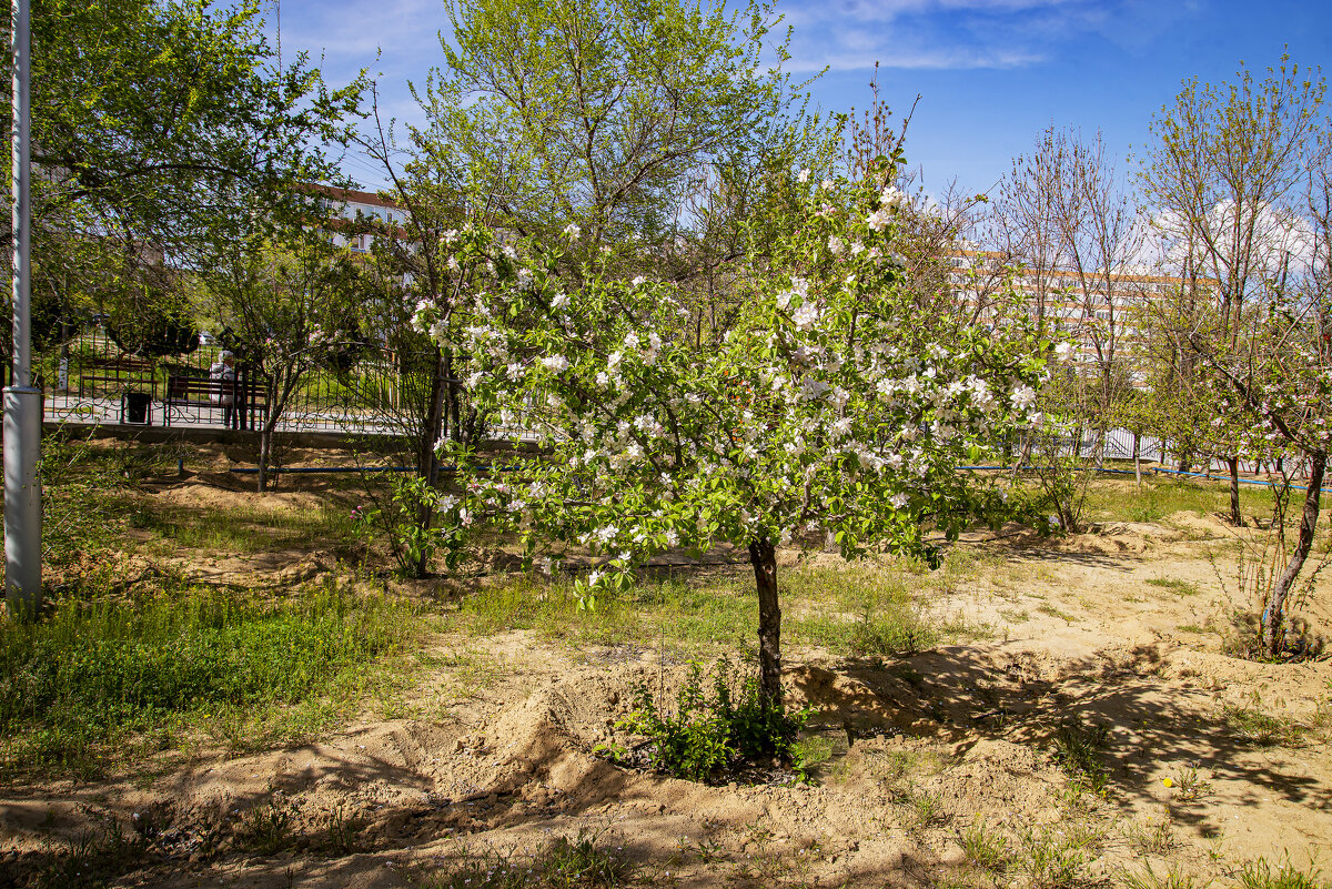 Весна - Анатолий Чикчирный