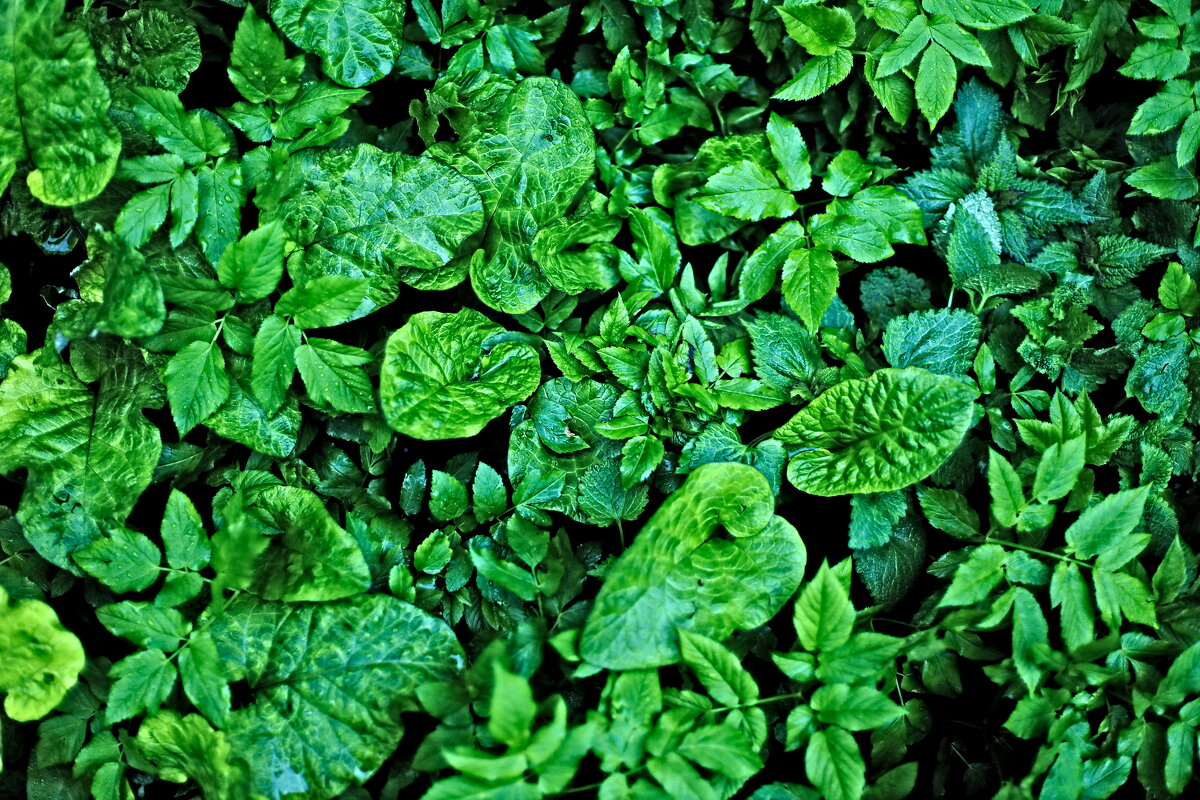 роспись зеленым по черному - Артём Евтюхов