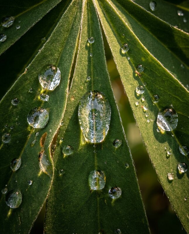 Капля на листе люпина в солнечном свете - Лилия 