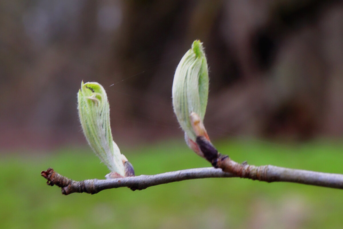 Молодо-зелено. - Вячеслав. Синицын