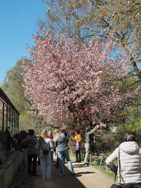 Сакура - Мария К.
