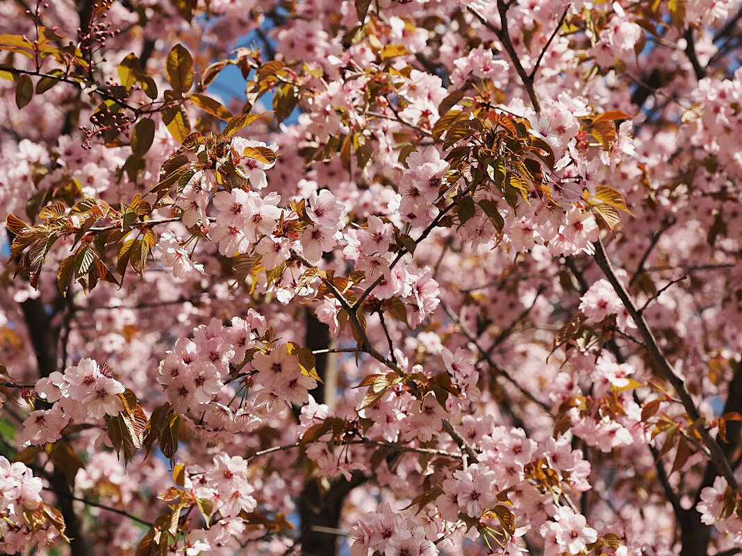 Сакура - Мария К.