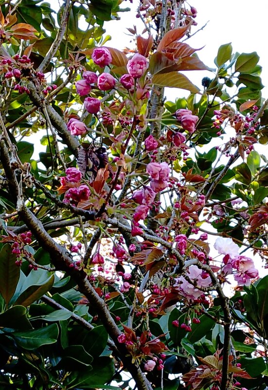 САКУРА - Tata Wolf