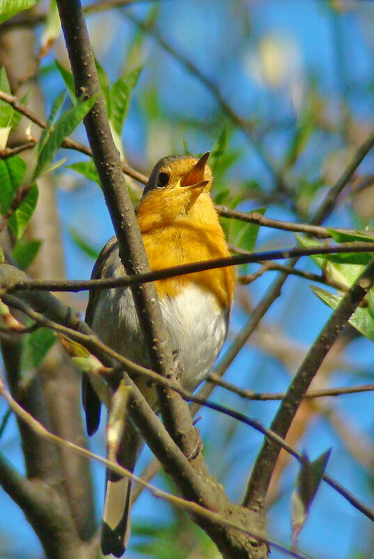 зарянка или малиновка - gawrilа - dan