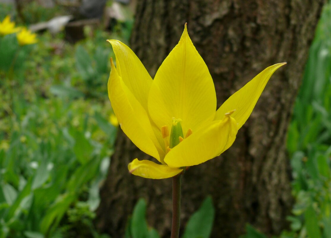 Тюльпан Биберштейна - Елена Елена
