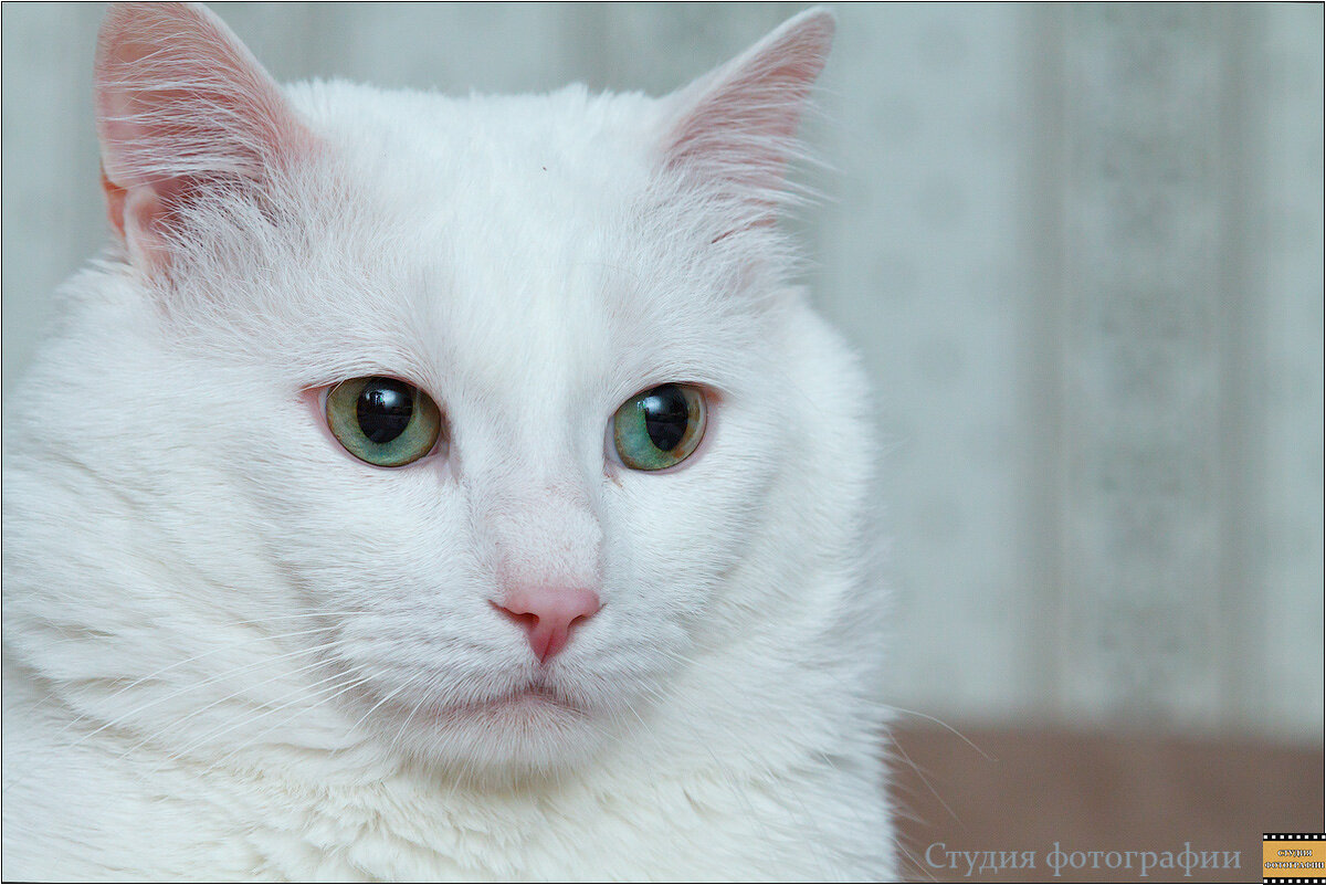 Портрет кота - Студия фотографии