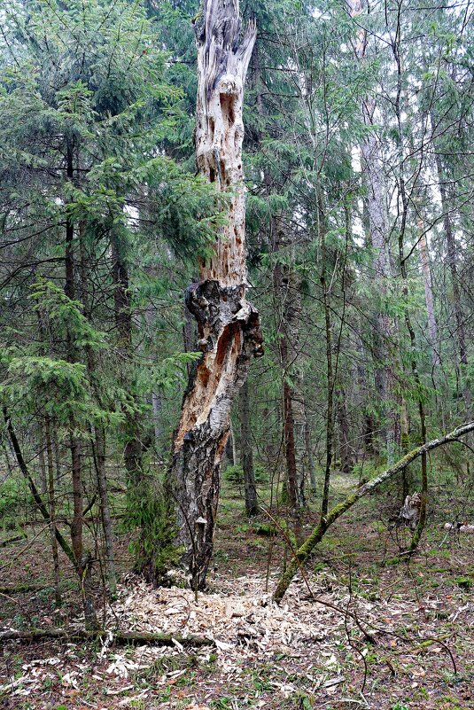 Психанул.... Нервы ни к чёрту...) - Марина 
