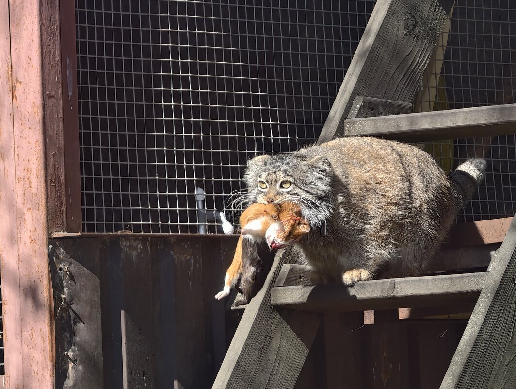 Манул  Тимоша с добычей - <<< Наташа >>>