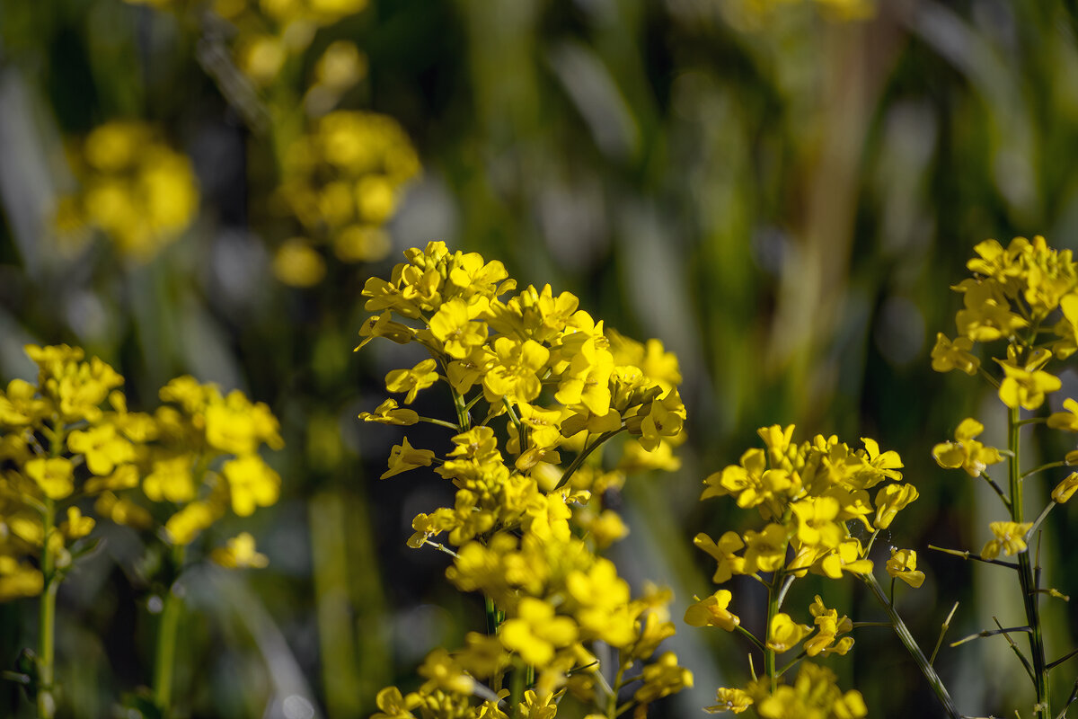 *** - Игорь Протасов