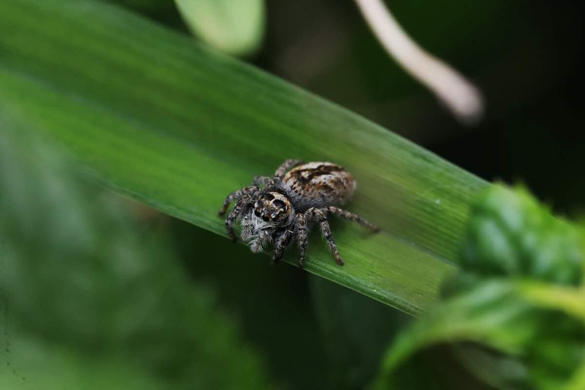 Паук скакунчик - Татьяна Салиева