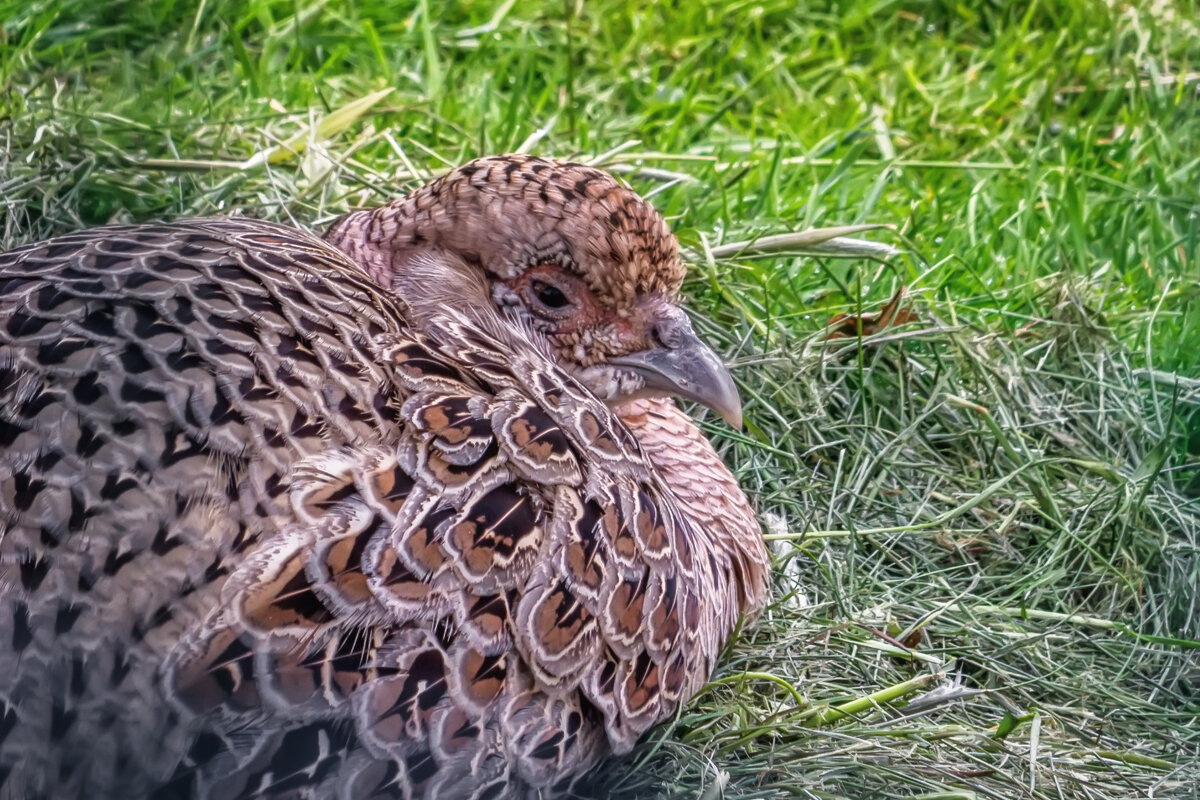 Куропатка - Владимир Колесников