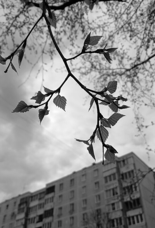 *** - Наталья Герасимова