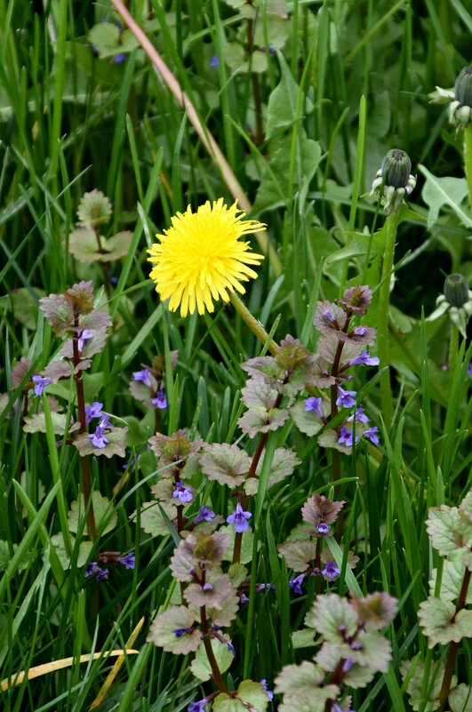 *** - Павленко Михаил 