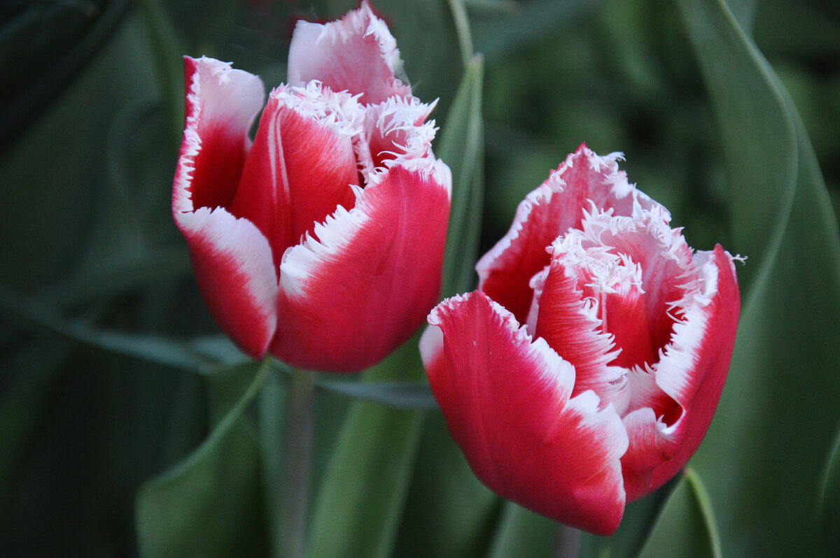 Два красавчика... - Надежда Куркина 