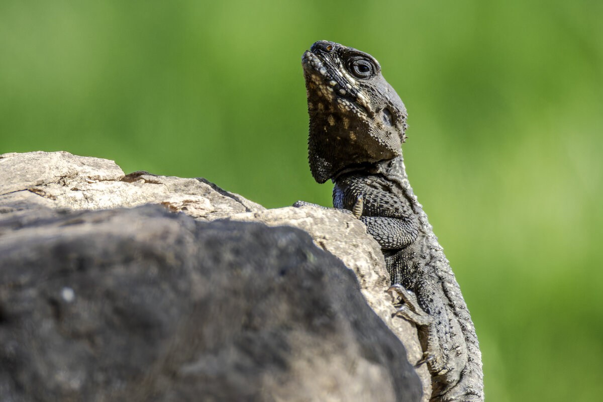 Стеллион - Alexander Amromin
