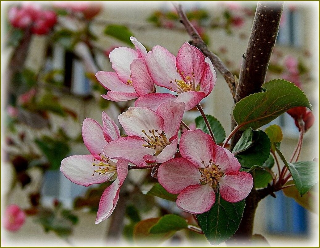 Весны цветенье ... - Валентина Надсон