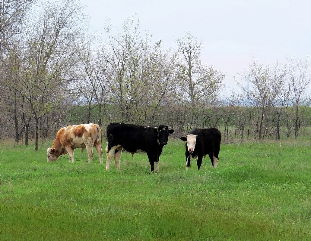 Три молодца-богатыря ))) - Natali 