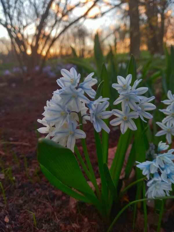 Пушкиния - Сапсан 