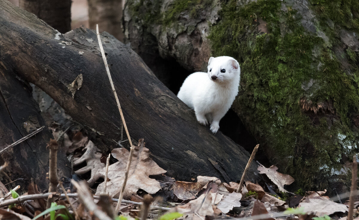 Ласка - Владимир Безбородов