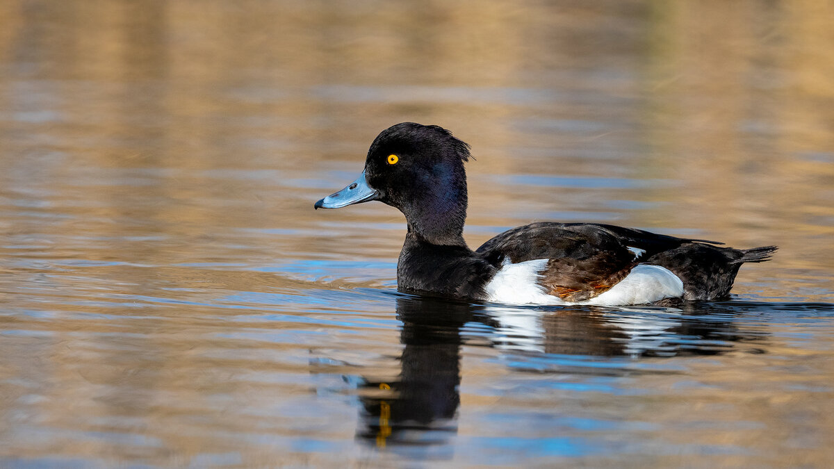 Хохлатая чернеть - Владимир Лазарев