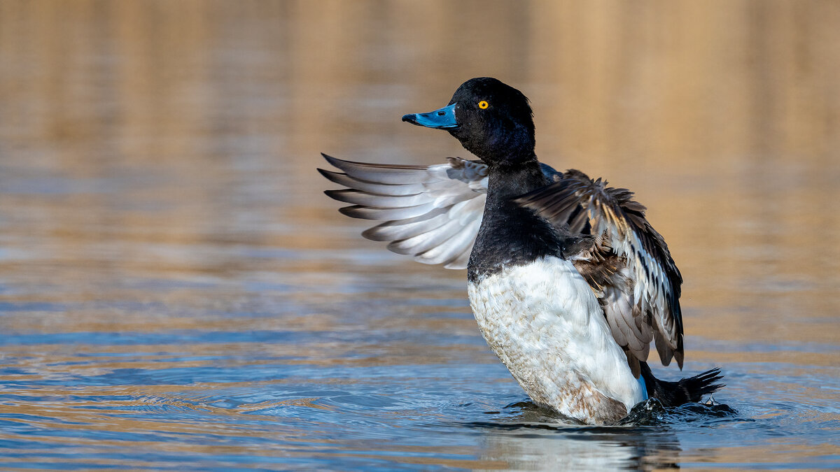 Хохлатая чернеть - Владимир Лазарев