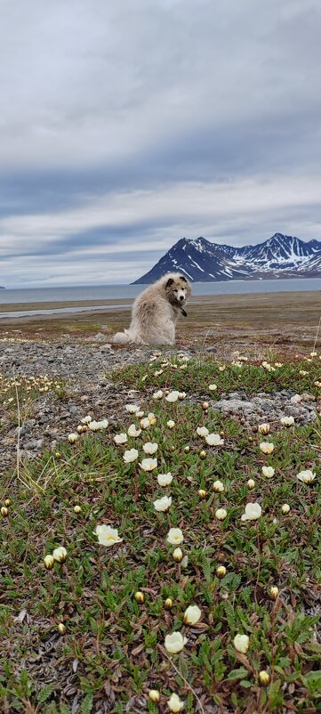 Белый и пушистый. - Татьяна Чаброва