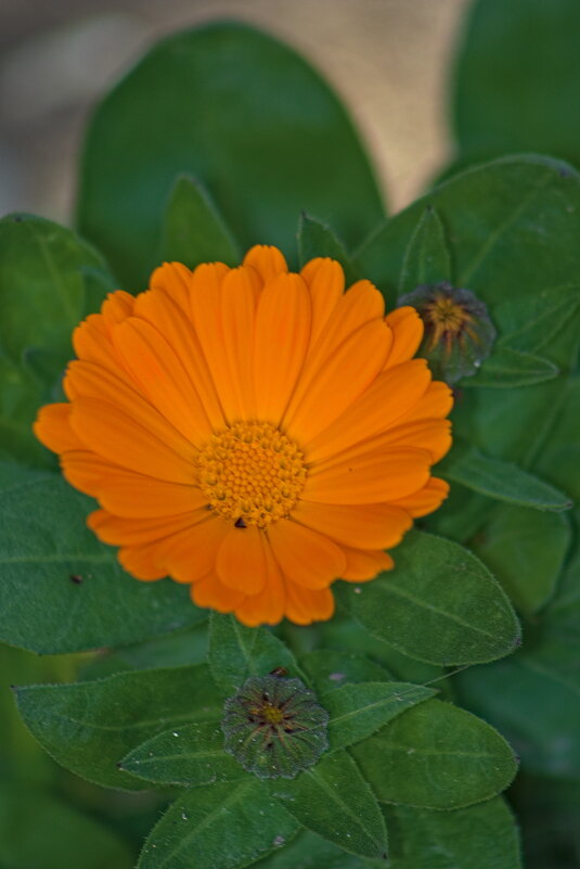 Календула - Giant Tao /