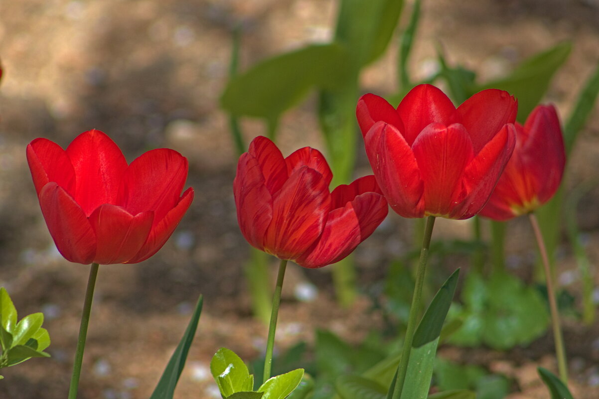 Групповой портреть ) - Giant Tao /