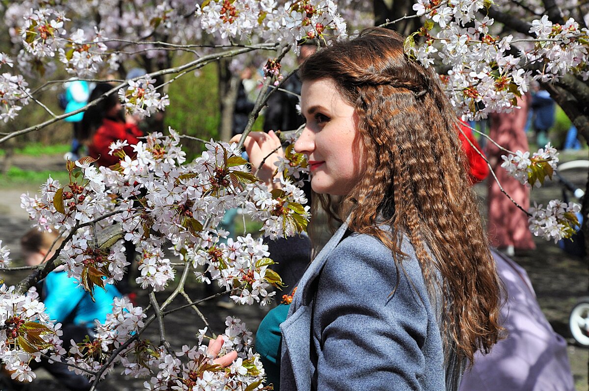 Ах , эта сакура меня с ума свела,,, - Анатолий Колосов
