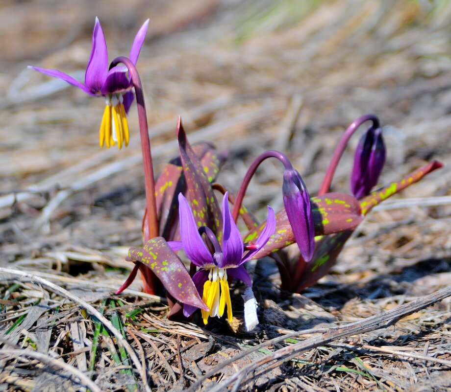 Первые. - Владимир Мигонькин