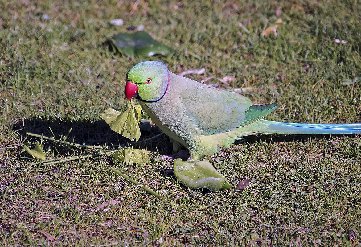 Любитель витаминов - Андроник Александр 