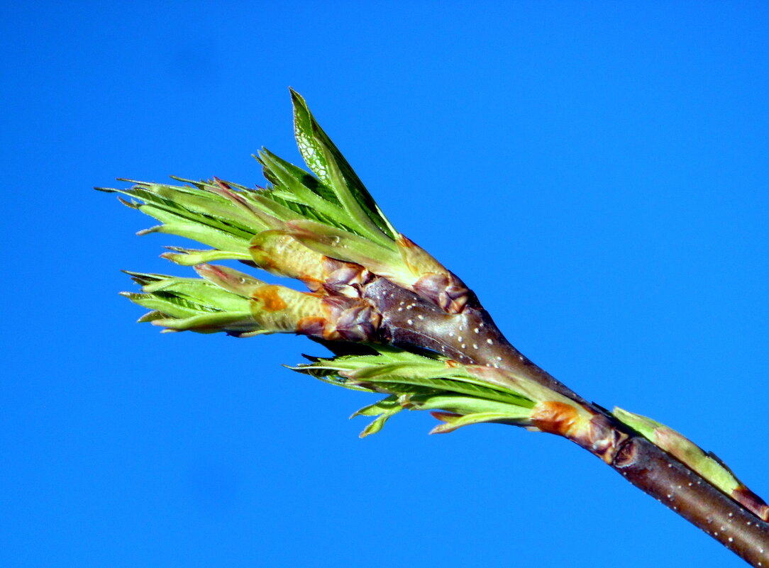 Весна пришла. - nadyasilyuk Вознюк
