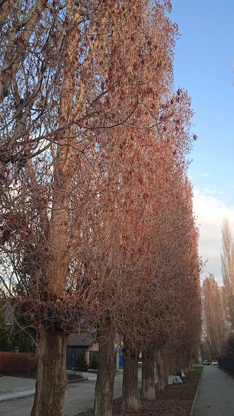 редкие моменты апреля 2026 года - Елена Шаламова