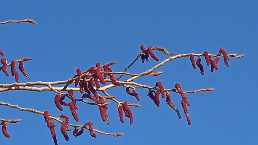 редкие моменты апреля 2026 года - Елена Шаламова