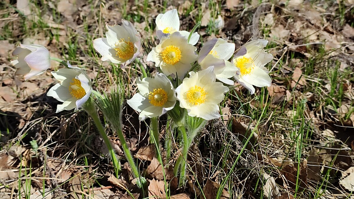 Сон- трава - Валентина Богатко 
