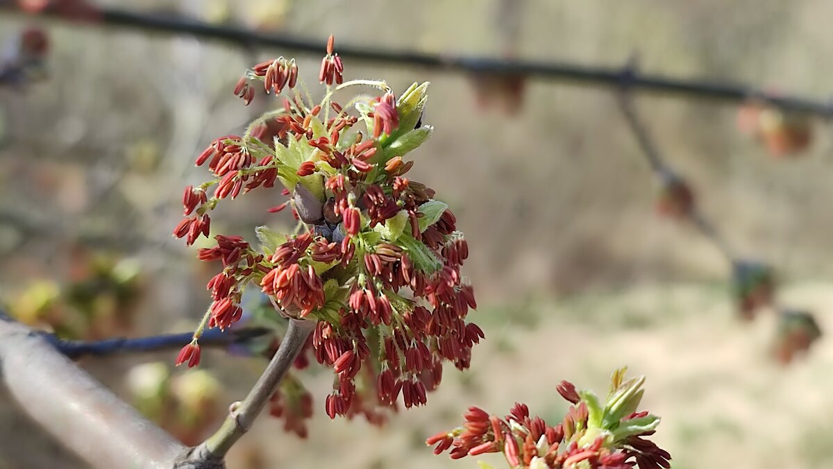 Клён цветёт - Валентина Богатко 