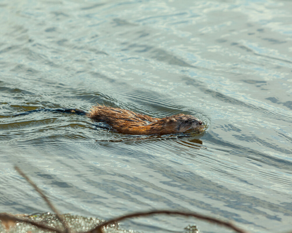 Я водяной я водяной - Denis Doroshenko