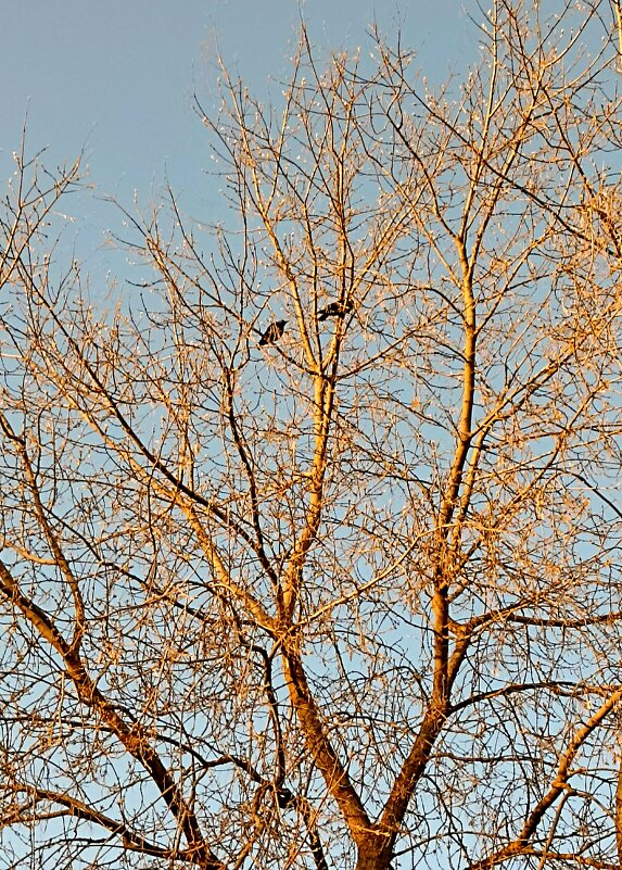 Вороны - Светлана Кузнецова
