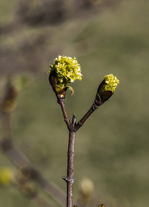 Росток. - Николай 
