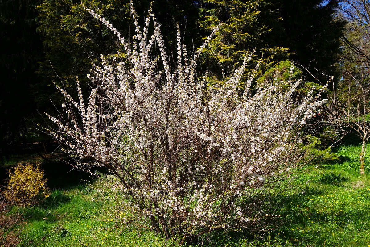 Цветет Вишня войлочная - Рита Симонова