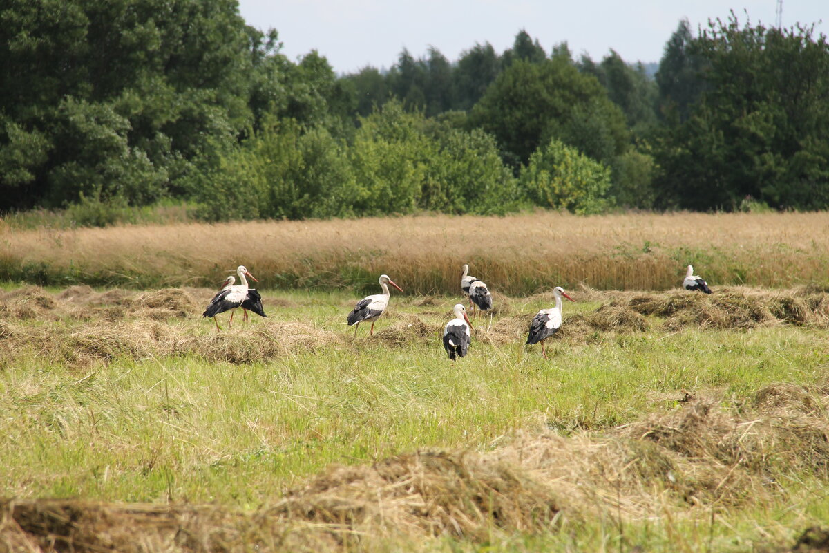 АИСТЫ ПРИЛЕТЕЛИ НА СЕНОВАЛ.. - Валентина 